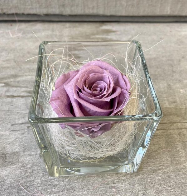 ROSA STABILIZZATA
